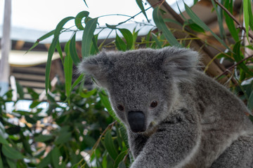 A close up photo of a Koala taken in New South Wales, Australia