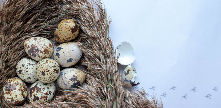 Fresh, farm, raw quail eggs on white background. Protein diet.