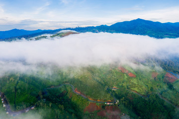 Aerial landscape of fog above tea plantation