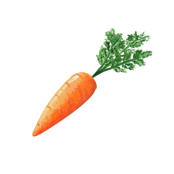 Fresh carrot with greens isolated on white background. Watercolor gouache hand drawn illustration