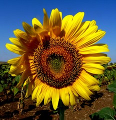 Sunrise Flower