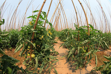 Tomatoes are grown in fields, North China
