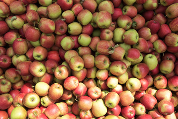 Äpfel Ernte