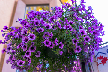 Bunch of Petunias