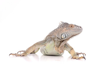 reptile