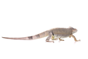 reptile