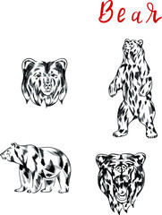 Big set of bears , head, lettering isolated on white background. Concept for print, logo, cards 