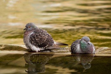 Palomas tomando un baño en un fuente en Madrid