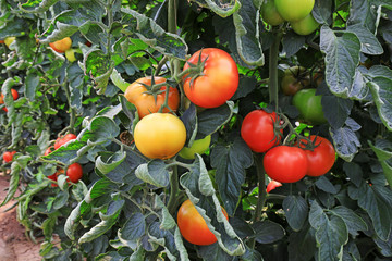 Ripe tomatoes in greenhouses, North China