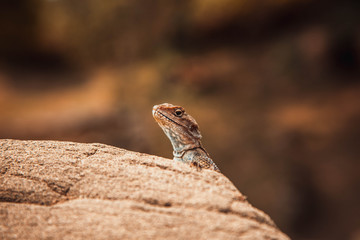 Lizard basks on a hot stone 