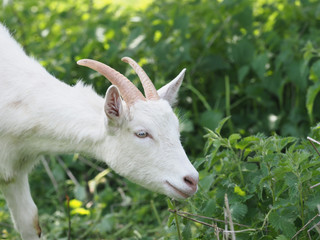 Cute White Goat