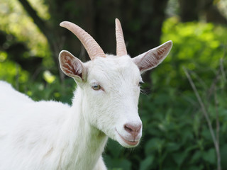 Cute White Goat