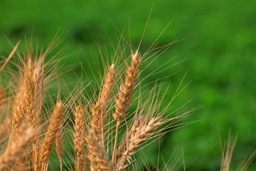 Mature ears of wheat in the field