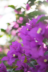 Obraz premium pink flowers in the garden