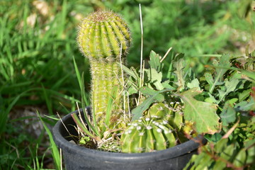 cactus, pianta della famiglia delle succulente