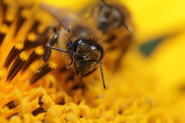Bees on the flowers. Macro shooting.