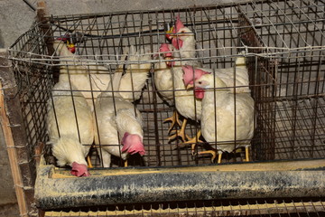 galline ovaiole in cattività