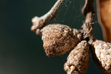 Acorns with Webs