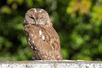 Forest Owl on the chimney