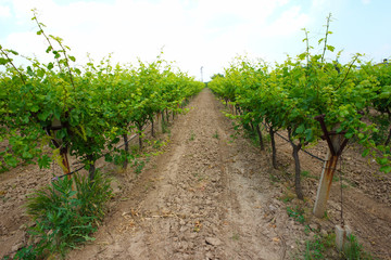 Fototapeta na wymiar Vine, grape garden