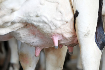 Close-up photos of cow breasts