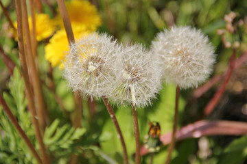 The seeds of a dandelion.