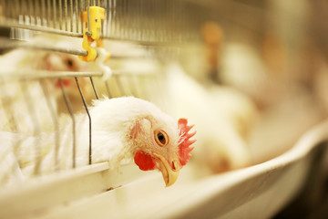 The broiler is in the farm.