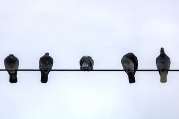 pigeon sur un file électrique, Québec Canada © Helene Gaudreau