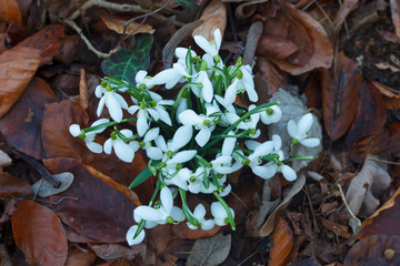 Snowdrops or common snowdrops (Galanthus nivalis) flowers in the forest. Gentle snowdrops - first spring flowers, top view.