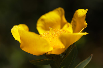 Yellow Flower