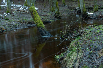 Obraz premium old forest in the swamp. Thick tree trunks overgrown with moss. In places on the grass lies dirty snow.