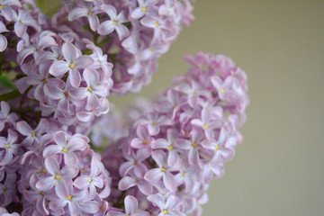 Close-up bouquet of lilac flowers. Fresh tender spring composition.