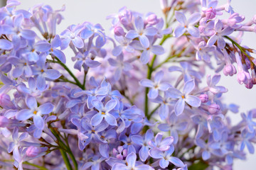 Blooming purple lilac close-up. Fresh gentle spring composition. Romantic floral background