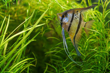 A Pterophyllum scalare or freshwater angelfish in an aquarium