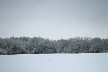 winter rural landscape with snowy trees and snow