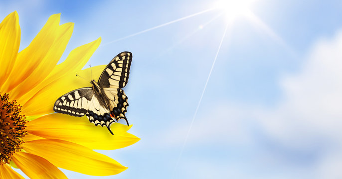 Monarch Butterfly On Sunflower Against Clear Blue Sky