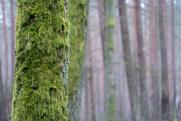 Obraz premium moss on a tree closeup. Tree trunk in a green forest. Tree bark with green moss. Selective focus. spring landscape.