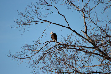 Bald Eagle