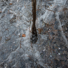 abstract landscape with ice and leaves