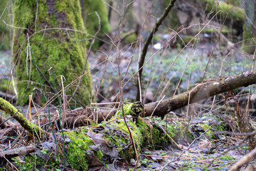 Naklejka na ściany i meble old forest. The trees are covered with moss. Difficult passable thickets. Fallen rotten tree trunks and branches.