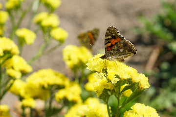 a small tortoiseshell butterfly on a yellow flower