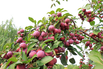 Obraz premium The crabapple tree is full of fruit, North China