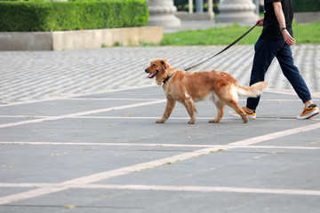 Pet dogs follow their owners in the park