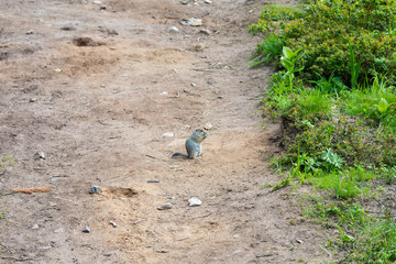 American gopher or Bering gopher or American long-tailed gopher (Spermophilus parryi), Kamchatka Peninsula, Russia.