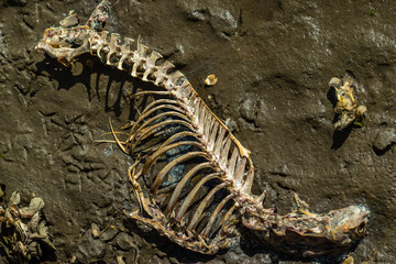 Decompsing Deer Skeleton on a Muddy North Carolina Shore - Powered by Adobe