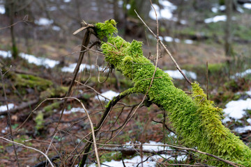 Naklejka na ściany i meble old forest. The trees are covered with moss. Difficult passable thickets. Fallen rotten tree trunks and branches. The last snow melts in the forest under the first warm rays of the spring sun.