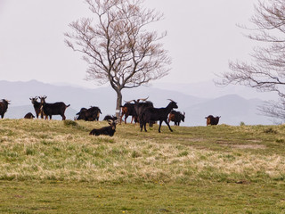 group of goats grazing in the mountains