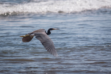 Birds of Costa rica Great Blue Heron juvenile (Ardea herodias) in flight over the sea.
