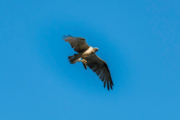 Hunting Osprey, Byron Bay Australia