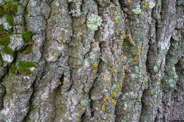 dead old dry tree. bark and moss close-up.